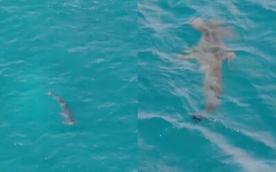 Dron zachytil na Kanárskych ostrovoch žraloka. Na jednom z nich uzavreli už tri obľúbené pláže 
