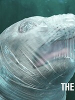 Drsná kampaň poukazuje na utrpení zvířat způsobené plasty. Želvy či delfíni jsou v ohrožení