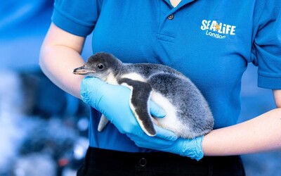 Dva lesbické tučniaky si adoptovali prvé mláďatko. Odborníci zistili, že sa o vajíčko budú vedieť dobre postarať