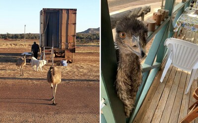 Dvojmetrové vtáky emu začali piť hosťom kávu a jesť sendviče. Hotel, kde bývali ich musel po rokoch vyhodiť