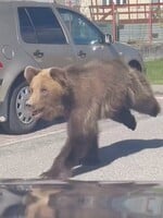 EXKLUZÍVNE ZÁBERY: Ľudia pri nákupnom centre v Liptovskom Mikuláši museli pred medveďom utekať. Splašené zviera vyvolalo poplach