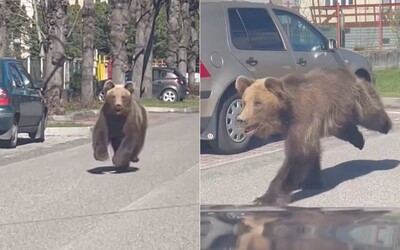 EXKLUZÍVNE ZÁBERY: Ľudia pri nákupnom centre v Liptovskom Mikuláši museli pred medveďom utekať. Splašené zviera vyvolalo poplach