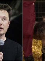 Elon Musk predstavil čip implantovaný v mozgu prasaťa. U ľudí ním chce liečiť choroby či prepájať s umelou inteligenciou