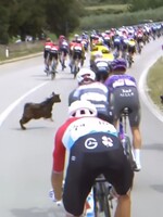 Etapu cyklistického závodu Giro d'Italia narušil netradiční účastník. Před cyklisty vběhla koza