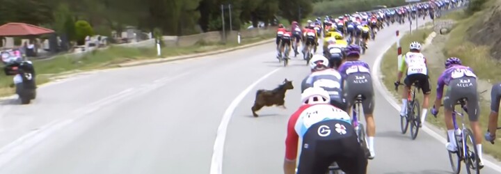 Etapu cyklistického závodu Giro d'Italia narušil netradiční účastník. Před cyklisty vběhla koza