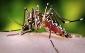 Evropou se šíří nebezpečná nemoc. Přenášejí ji komáři