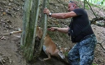 FOTO: Bába pod kořenem má čtyřnohého následovníka. Tentokrát se zaseklo mládě muflona