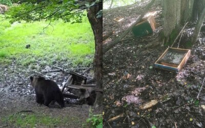 FOTO: Medveďa zachytili, ako vyčíňa pri známych slovenských kúpeľoch. Mesto už muselo vydať varovanie pre obyvateľov