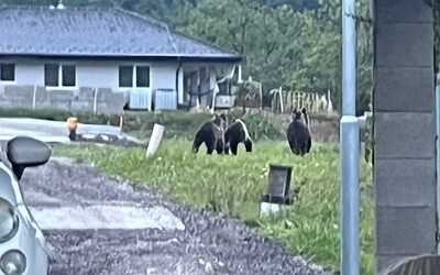 FOTO: Medvedicu s mladými odfotili len pár metrov od rodinných domov. Obec na strednom Slovensku musela varovať ľudí