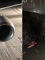 FOTO: Na Aljaške trafilo lietadlo pri pristávaní medveďa. Zviera po náraze zabilo, jeho mláďaťu sa našťastie vyhlo