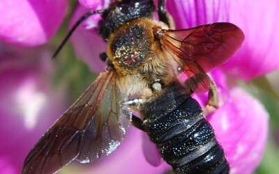 FOTO: Na Slovensku objavili invazívny druh včely. Pochádza z Ázie a môže mať až 2,5 centimetra