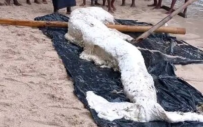 FOTO: Na breh v Papue-Novej Guinei vyplavilo zvláštneho tvora. Miestni si myslia, že je to morská panna