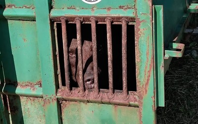 FOTO: Na cintoríne v Ružomberku odchytili a usmrtili ďalšieho medveďa, ktorý tam ničil majetok. Hrozba však stále trvá