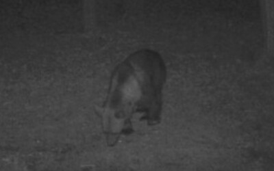 FOTO: Na sídlisku v Prievidzi videli medveďa. Do parku sa každý deň chodia hrávať deti