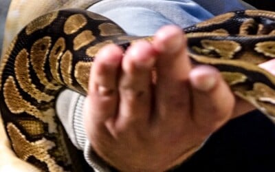 FOTO: Nočná dráma v Prievidzi. Do bytu na treťom poschodí vliezol 1,5 metrový had