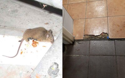 FOTO: Plesne, hniloba a mŕtve myši. Niektoré slovenské predajne sú v otrasnom stave, kontrolóri rozdali tisícové pokuty