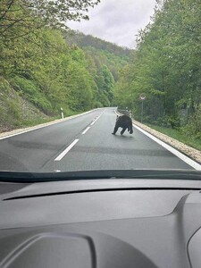 FOTO: Policajti upozorňujú na medveďa pri Košiciach. Pobehoval po hlavnej ceste