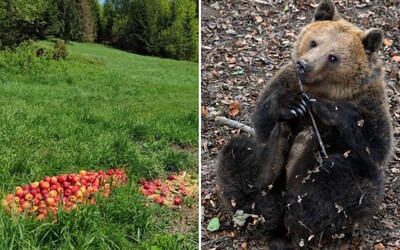 FOTO: Takto poľovníci lákajú hladné medvede blízko k obciam, opisuje známy ochranár. Výrazne zvyšujete riziko napadnutia, odkazuje