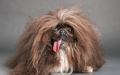 FOTO: Tohle je nejošklivější pes světa, majitelka dostala odměnu 100 tisíc