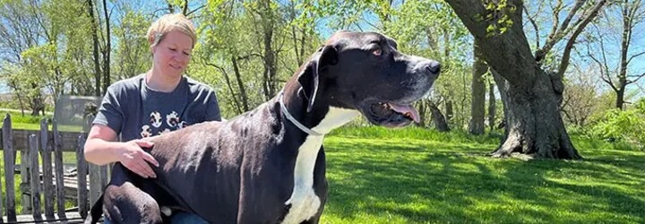 FOTO: Tohle je nejvyšší pes na světě. Lidé si ho pletou s koněm, podle majitelů se bojí vysavače