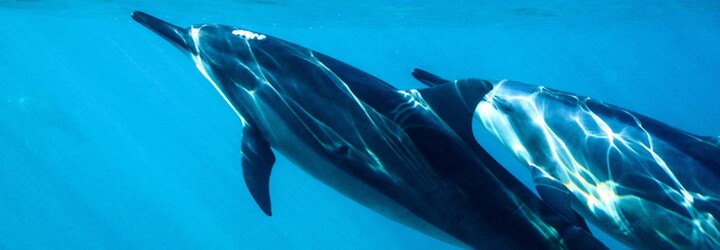 FOTO: V Austrálii se objevil vzácně zbarvený „strakatý“ delfín 