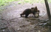 FOTO: V dedine pri Poľsku videli medveďa. Obec vyzýva obyvateľov k ostražitosti