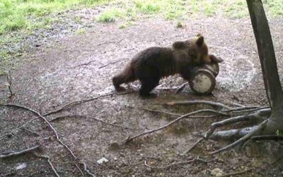FOTO: V dedine pri Poľsku videli medveďa. Obec vyzýva obyvateľov na ostražitosť