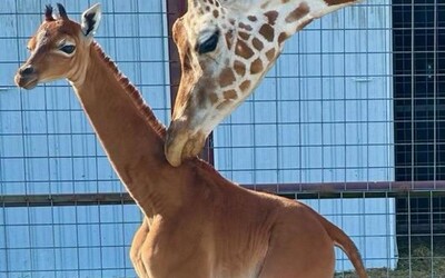 FOTO: V zoo se narodila žirafa beze skvrn. Tahle cutie je jediná svého druhu