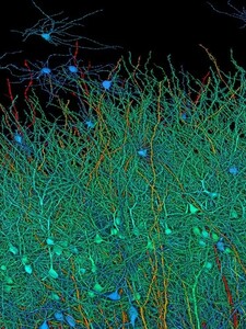 FOTO: Vědci ukázali neuvěřitelné obrázky lidského mozku. Jejich výzkum pomůže pochopit, jak funguje