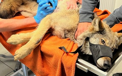 FOTO: Zraněný vlk, kterého nalezli houbaři, potřebuje operaci levé kyčle. Věříme, že to zvládne, říkají záchranáři