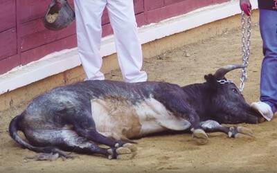 Fanúšikovia matadorov sa boja reálnych býkov, tak im predhadzujú teliatka na cvičenie. Tie najprv neúspešne bodajú, kým ich zabijú