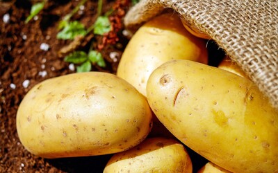 Farmáři zuří: Kaufland prodával brambory za 1 korunu