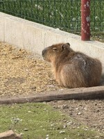 Fifinka sa našla. Stratená kapybara z českej Skalice celý čas chillovala pri vodnom kanáli