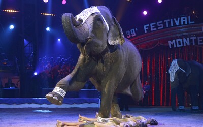 Francúzsko chce zakázať používanie divokých zvierat v cirkusoch. Vláda tiež plánuje skoncovať s norkovými farmami