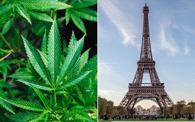 Francie zvažuje legalizaci marihuany