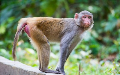 Gang opic napadl pracovníka laboratoře, který testoval koronavirus. Utekly se vzorky krve