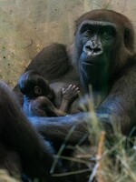 Gorila, o které si chovatelé mysleli, že je samec, přivedla na svět mládě