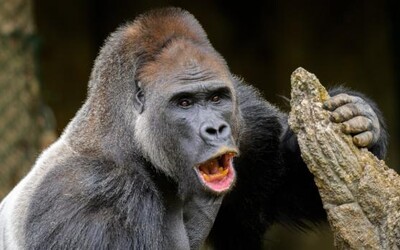 Gorila v torontské zoo si vytvořila závislost na videích. Povolené už má jen dokumenty s Attenbouroughem 