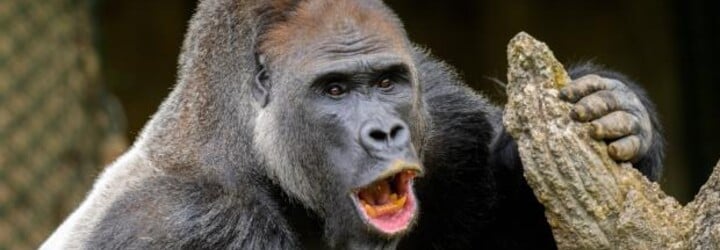 Gorila v torontskej zoo si vytvorila závislosť od videí. Povolené má už iba dokumenty s Attenboroughom 