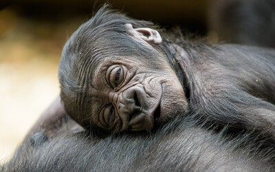Gorilí mládě v pražské zoo je již k vidění. Před expozicí však platí zákaz focení, a to z dobrého důvodu