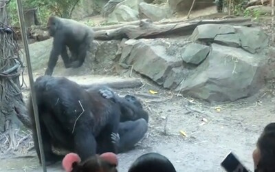 Gorily mali pred návštevníkmi ZOO orálny sex. Rodičia zhrozene odkláňali deti od okien výbehu