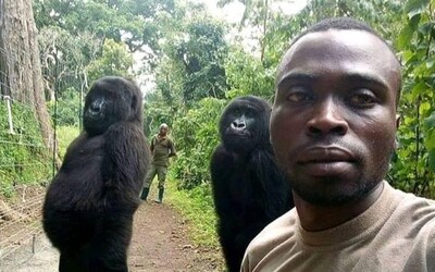 Gorily si zapózovaly na selfie se strážníky, kteří je chrání před pytláky. Nastavují za zvířata vlastní životy