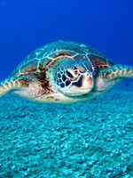 Guláš z ohrozenej korytnačky na Filipínach otrávil 35 ľudí. Traja z nich na následky otravy zomreli