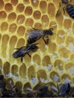 Halucinogénny med vyrábajú najväčšie včely na svete. Tisíce rokov slúžil ako zbraň, dnes je vyhľadávaným afrodiziakom