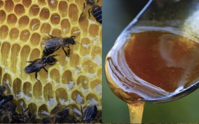 Halucinogénny med vyrábajú najväčšie včely na svete. Tisíce rokov slúžil ako zbraň, dnes je vyhľadávaným afrodiziakom