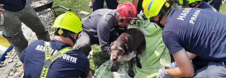 Hasiči na Hodonínsku zachránili psí život. Mazlíčka našli pod troskami zničeného domu