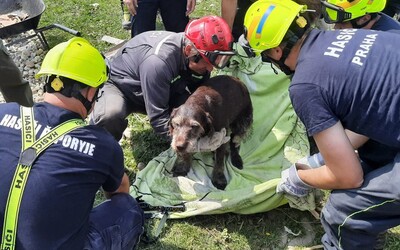 Hasiči vytiahli z trosiek po tornáde na Morave zraneného psa. Vystrašeného chlpáča odovzdali do rúk veterinárovi