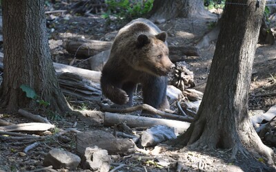 Hladný medveď sa vlámal do čajovne v Tatrách. Šelma vylomila dvere a narobila neporiadok
