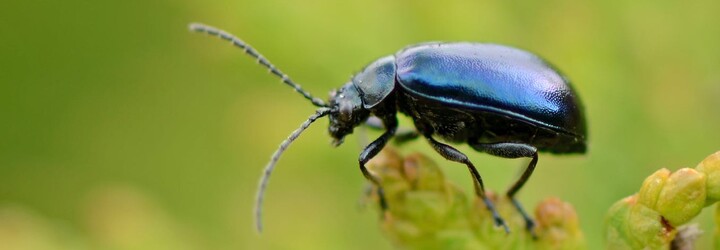 Hmyz do 100 let kompletně zmizí z povrchu zemského, tvrdí vědci