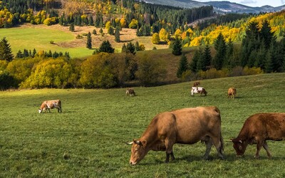 Holandskí farmári sa búria proti Google Street View. Zábery ich pozemkov sú vraj pozvánkou pre zlodejov